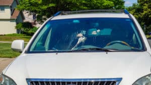 Bird poop on car wind shield